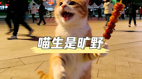 Meme Builder (Pet POV)